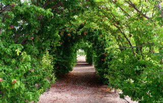 Fruit trees tunnels at entrance